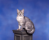 CAT 02 RK0051 05
Egyptian Mau Silver Spotted Sitting On Pedestal Studio