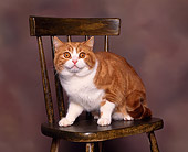 CAT 02 RK0053 02
British Shorthair White And Red Classic Tabby Sitting On Chair Studio