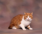 CAT 02 RK0054 04
British Shorthair White And Red Classic Tabby Sitting Studio