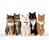 CAT 02 RK0104 11
Group Of Cats Sitting On White Seamless Studio