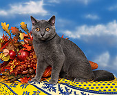 CAT 02 RK0123 06
Chartreux Blue Sitting By Fall Decorations Studio