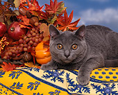 CAT 02 RK0125 04
Head Shot Of Chartreux Blue Laying By Fall Arrangement Studio