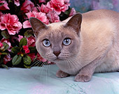 CAT 02 RK0136 02
Close Up Of Tonkinese Platinum Mink Laying By Pink Flowers Studio