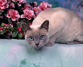 CAT 02 RK0136 03
Close Up Of Tonkinese Platinum Mink Laying By Pink Flowers Studio