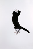 CAT 02 RK0238 08
Black And White Cat Jumping In Air Playing With Toy White Seamless Studio