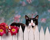 CAT 02 RK0297 01
Head Shot Of American Shorthair Black And White Peeking Over Fence Studio