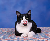CAT 02 RK0298 04
American Shorthair Black And White Laying Licking Mouth Studio