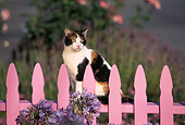 CAT 02 RK0300 05
Calico Cat Sitting On Pink Fence By Purple Flowers