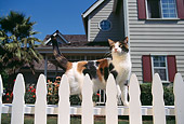 CAT 02 RK0303 08
Calico Cat Standing By White Fence