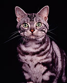 CAT 02 RK0323 02
Head Shot Of American Shorthair Classic Silver Tabby Studio