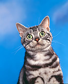CAT 02 RK0334 03
Head Shot Of American Shorthair Classic Silver Tabby Studio