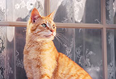 CAT 02 RK0377 02
Orange Cat Sitting In Front Of Window