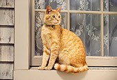 CAT 02 RK0377 08
Orange Cat Sitting In Front Of Window