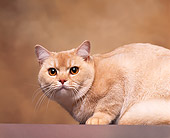CAT 02 RK0381 02
American Shorthair Shaded Cameo Laying Studio