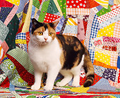 CAT 02 RK0383 05
Calico American Shorthair Cat Sitting On Quilt Studio