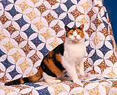 CAT 02 RK0385 03
American Shorthair Calico Sitting Studio
