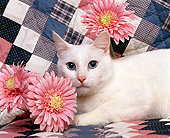 CAT 02 RK0387 02
Head Shot Of White Cat Laying By Flowers Studio