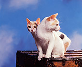 CAT 02 RK0399 07
Japanese Bobtail Sitting On Chest Studio
