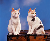 CAT 02 RK0399 08
Japanese Bobtail Sitting On Chest Studio