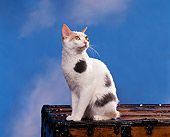 CAT 02 RK0400 04
Japanese Bobtail Sitting On Chest Studio