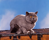 CAT 02 RK0401 02
British Shorthair Blue Sitting On Chest Studio