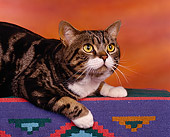 CAT 02 RK0405 06
Head Shot Of American Shorthair Tabby Laying Studio