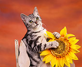 CAT 02 RK0407 07
American Shorthair Silver Tabby Sitting On Fence By Sunflower Studio