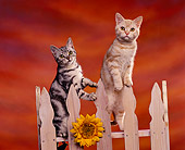 CAT 02 RK0410 01
American Shorthair Silver And Cameo Tabby On Fence By Sunflower Studio