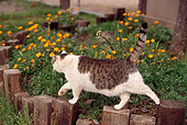CAT 02 RK0428 04
Brown Tabby And White Cat Walking Across Garden