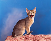 CAT 02 RK0435 01
Abyssinian Sitting Studio