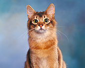 CAT 02 RK0438 03
Head Shot Of Somali Ruddy Studio