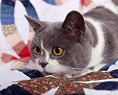 CAT 02 RK0449 08
Head Shot Of British Shorthair Blue And White Studio