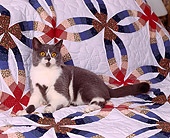 CAT 02 RK0451 06
British Shorthair Blue And White Laying Studio