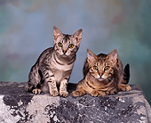 CAT 02 RK0455 06
Ocicat Silver And Tawny Sitting Studio