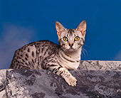 CAT 02 RK0458 02
Ocicat  Silver Laying Studio
