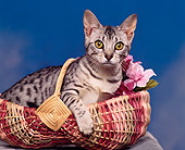 CAT 02 RK0459 04
Ocicat Silver Sitting In Basket Studio
