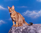 CAT 02 RK0463 02
Ocicat Tawny Sitting Studio