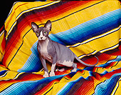 CAT 02 RK0468 03
Sphynx Black And White Sitting Studio