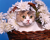 CAT 02 RK0470 03
Head Shot Of Scottish Fold Calico Sitting In Basket Studio