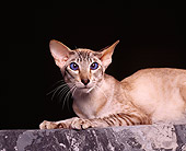 CAT 02 RK0481 04
Oriental Shorthair Chestnut Classic Tabby Laying Studio