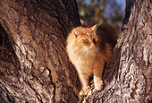 CAT 02 RK0496 05
Orange Cat Sitting In Fork Of Tree