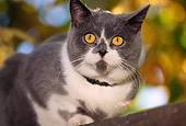 CAT 02 RK0501 05
British Shorthair Blue And White Laying On Fence