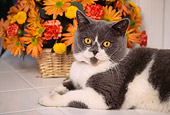 CAT 02 RK0502 02
British Shorthair Blue And White Laying By Basket Of Flowers On White Tile