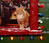 CAT 02 RK0505 04
Orange And White Cat Standing By Window With Christmas Lights