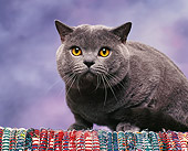 CAT 02 RK0509 05
British Shorthair Blue Laying Studio