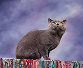 CAT 02 RK0510 01
British Shorthair Blue Sitting Studio