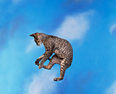 CAT 02 RK0515 03
Devon Rex Silver Tabby Cat Jumping In Air Studio