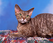CAT 02 RK0516 02
Head Shot Of Devon Rex Blue Tabby Laying Studio