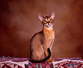 CAT 02 RK0520 02
Rudy Abyssinian Male Sitting On Blanket Facing Camera Brown Background