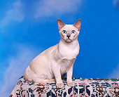 CAT 02 RK0523 05
Tonkinese Platinum Mink Sitting Studio